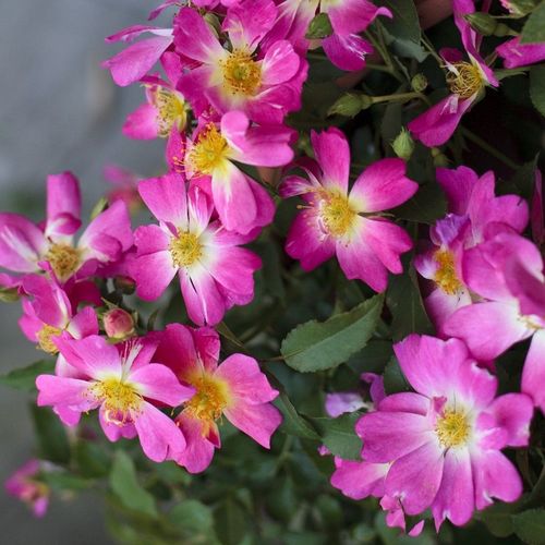 Gärtnerei - Rosa Pink Drift® - rosa - bodendecker rosen  - duftlos - Jacques Mouchotte - -